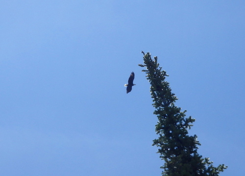 GDMBR: A Bald Eagle graced us with its presence.